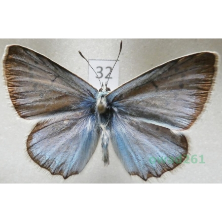 Polyommatus dorylas (Denis & Schiffermüller, 1775) male Modraszek dorylas Bulgaria32